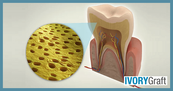 Dentin Overview